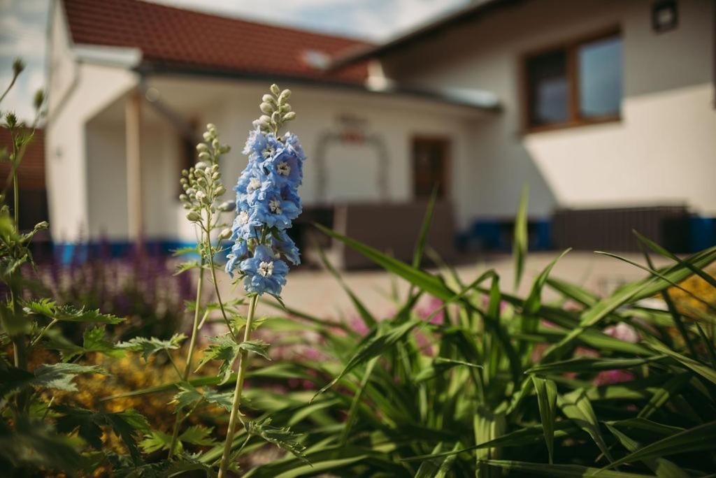 Apartmán U Drába: ubytování na Slovácku v Miloticích u Kyjova Milotice Exteriér fotografie
